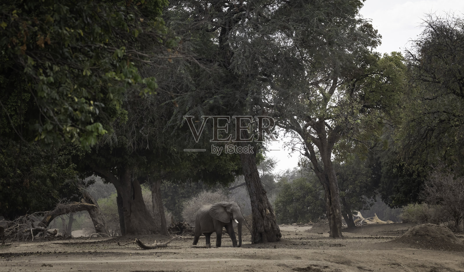 一头非洲象在树下行走。照片摄影图片