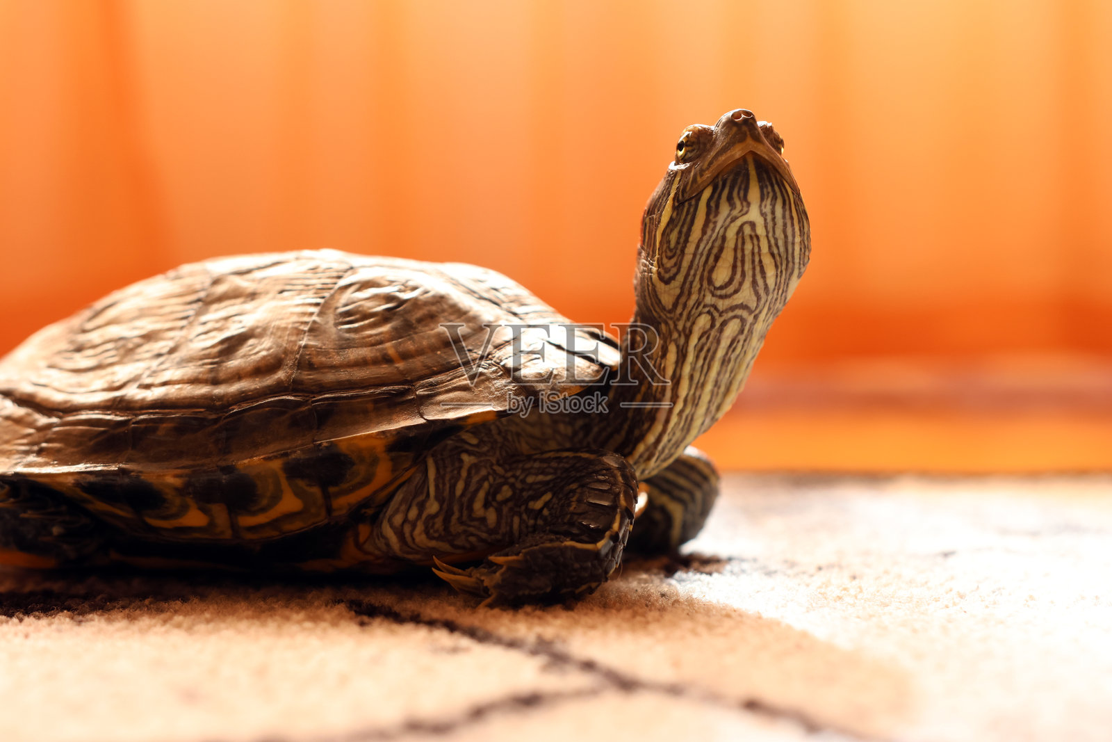 人们在照顾和玩耍一只红耳龟。照片摄影图片