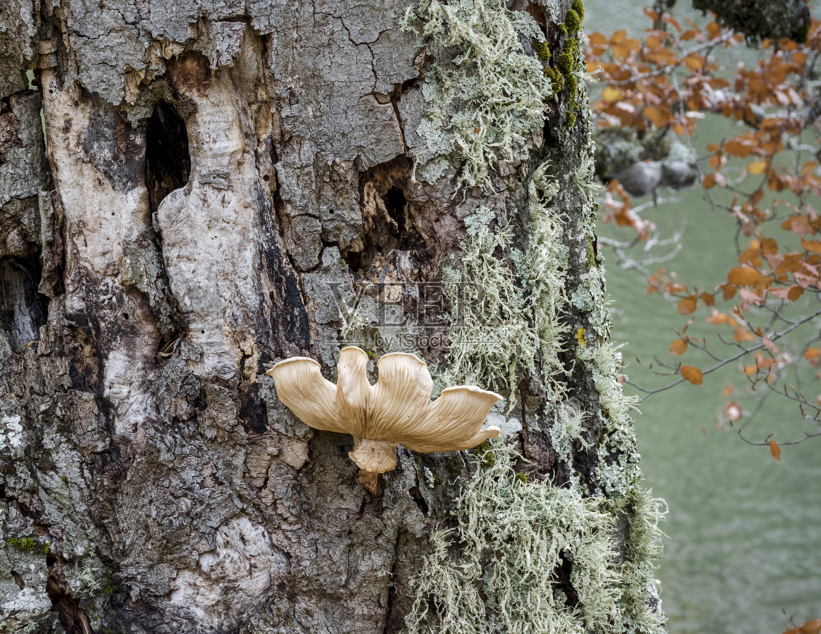 拉古纳内格拉森林中树皮的特写，带有真菌和地衣照片摄影图片
