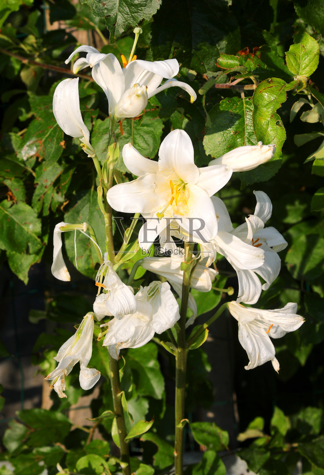 稀有的白色花朵，称为百合或鸢尾花照片摄影图片
