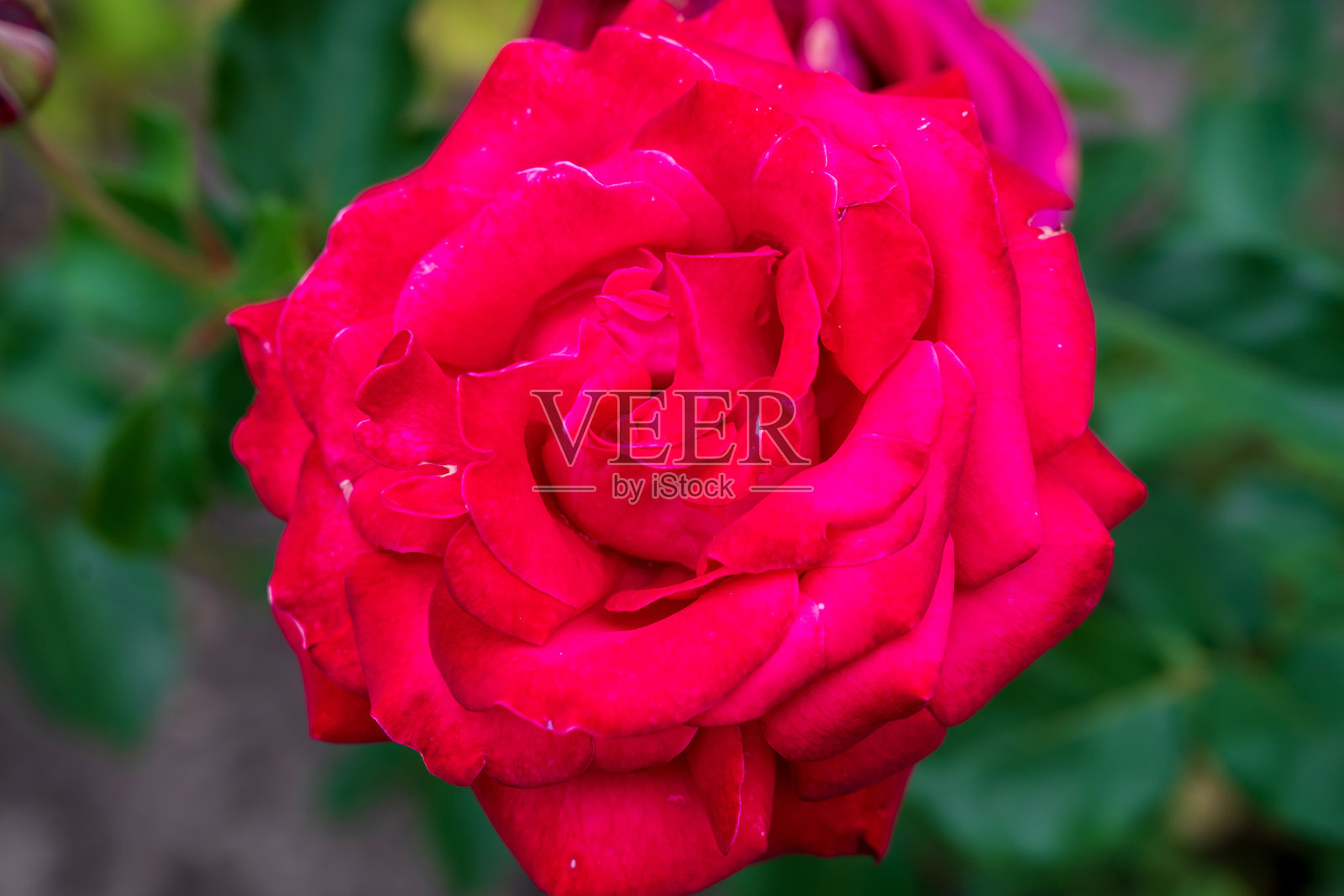 盛开的美丽玫瑰花蕾特写照片摄影图片