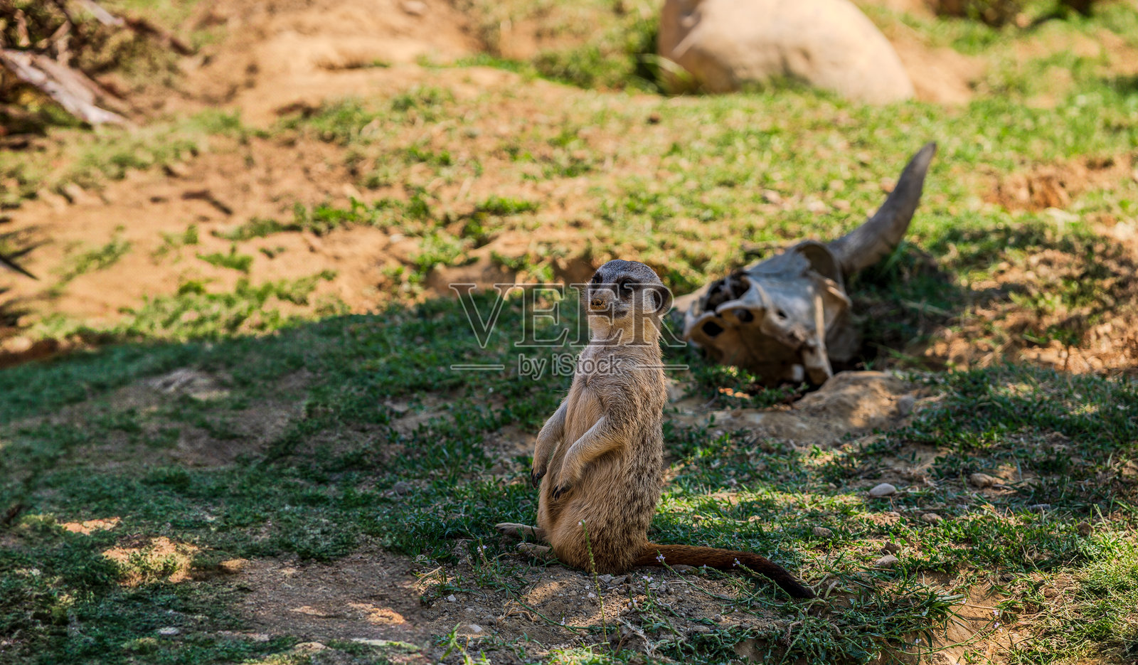 壮观的狐獴照片，单独或成群。照片摄影图片