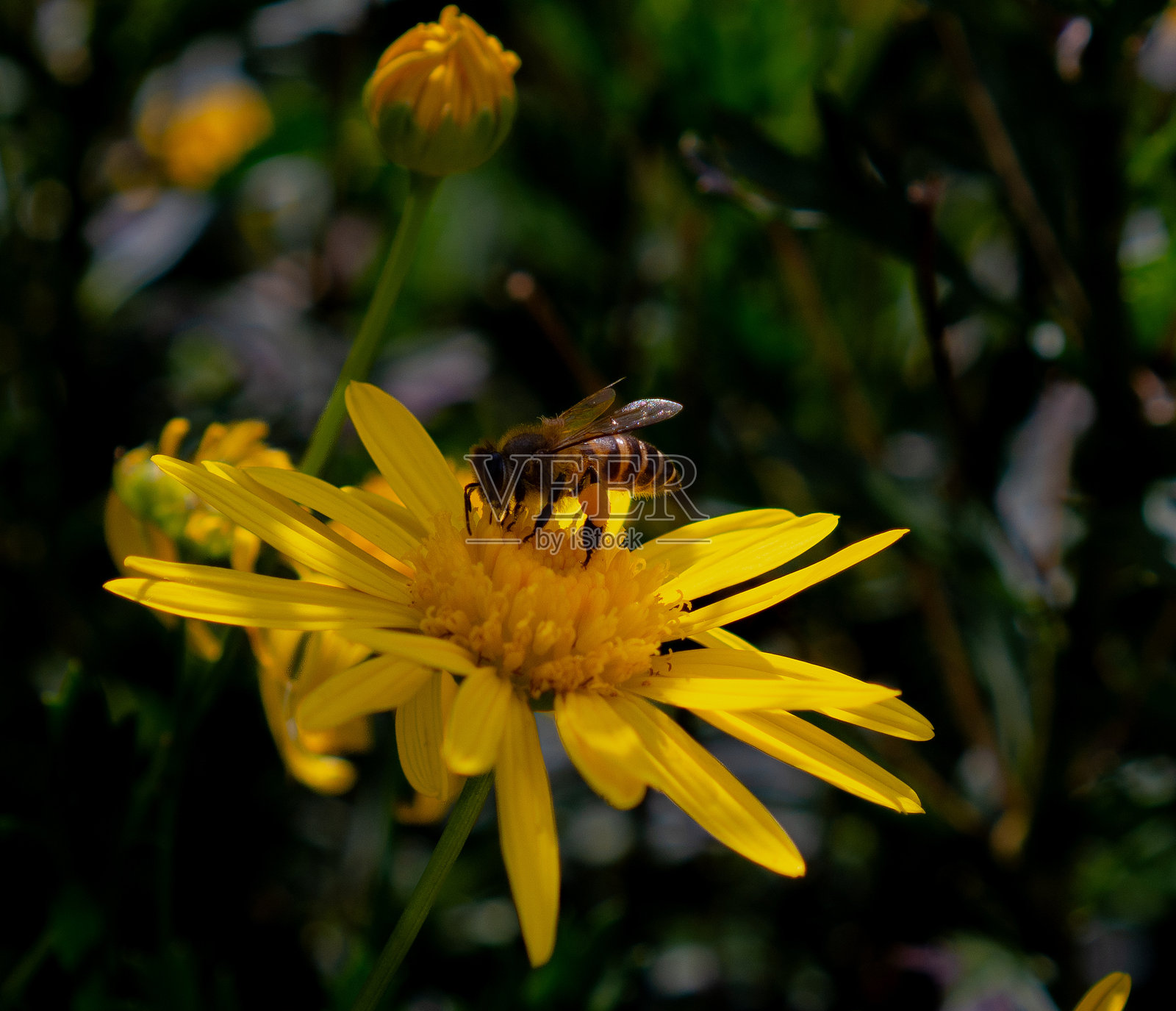 花照片摄影图片