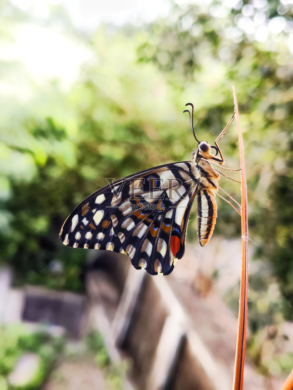 蝴蝶照片摄影图片