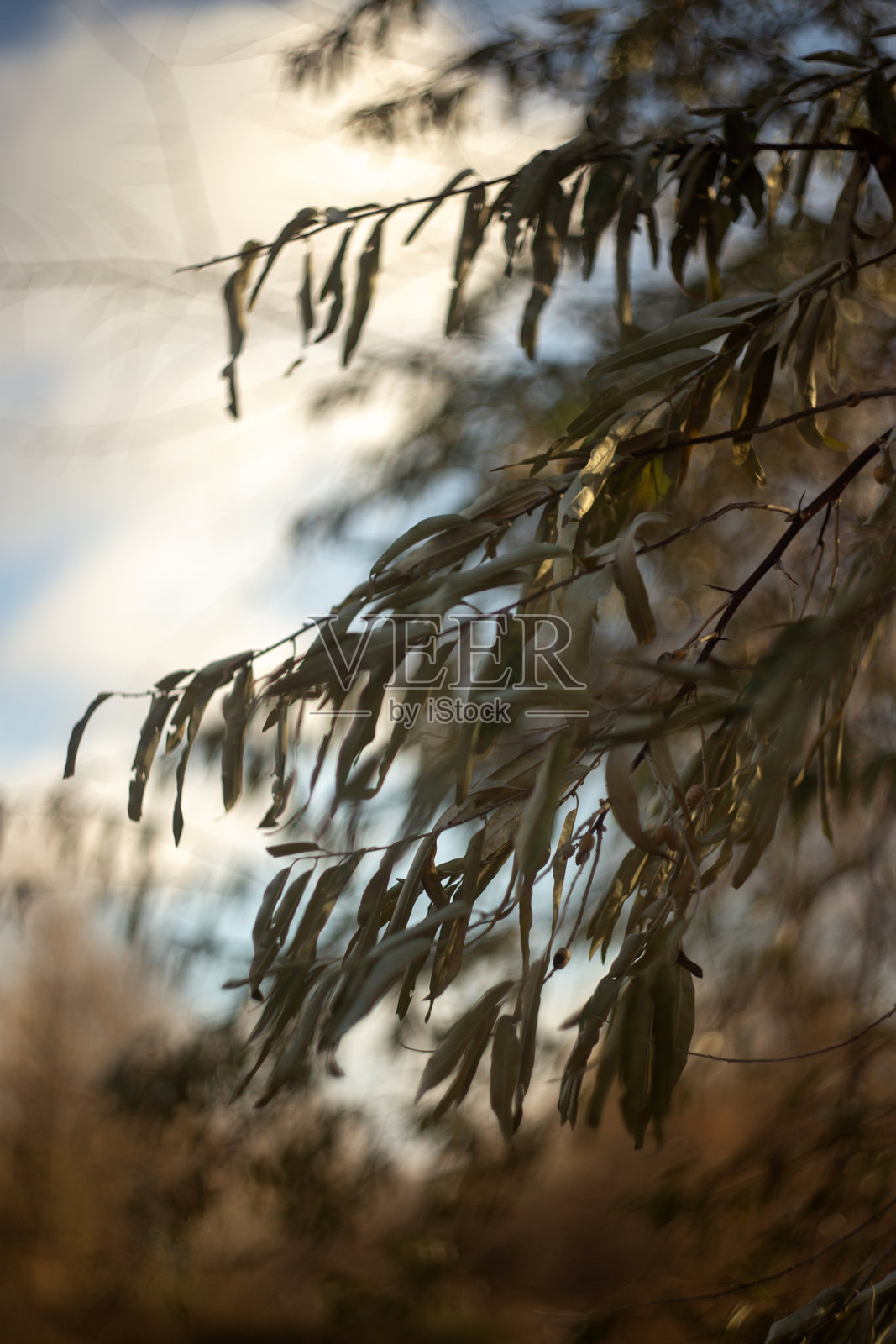 树上的秋叶照片摄影图片
