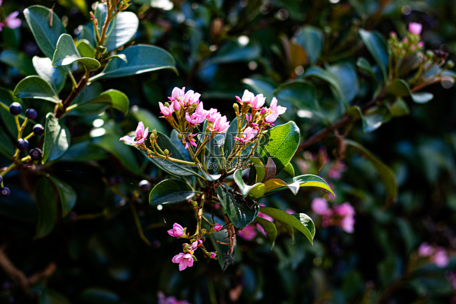 逆光下的花卉场景照片摄影图片