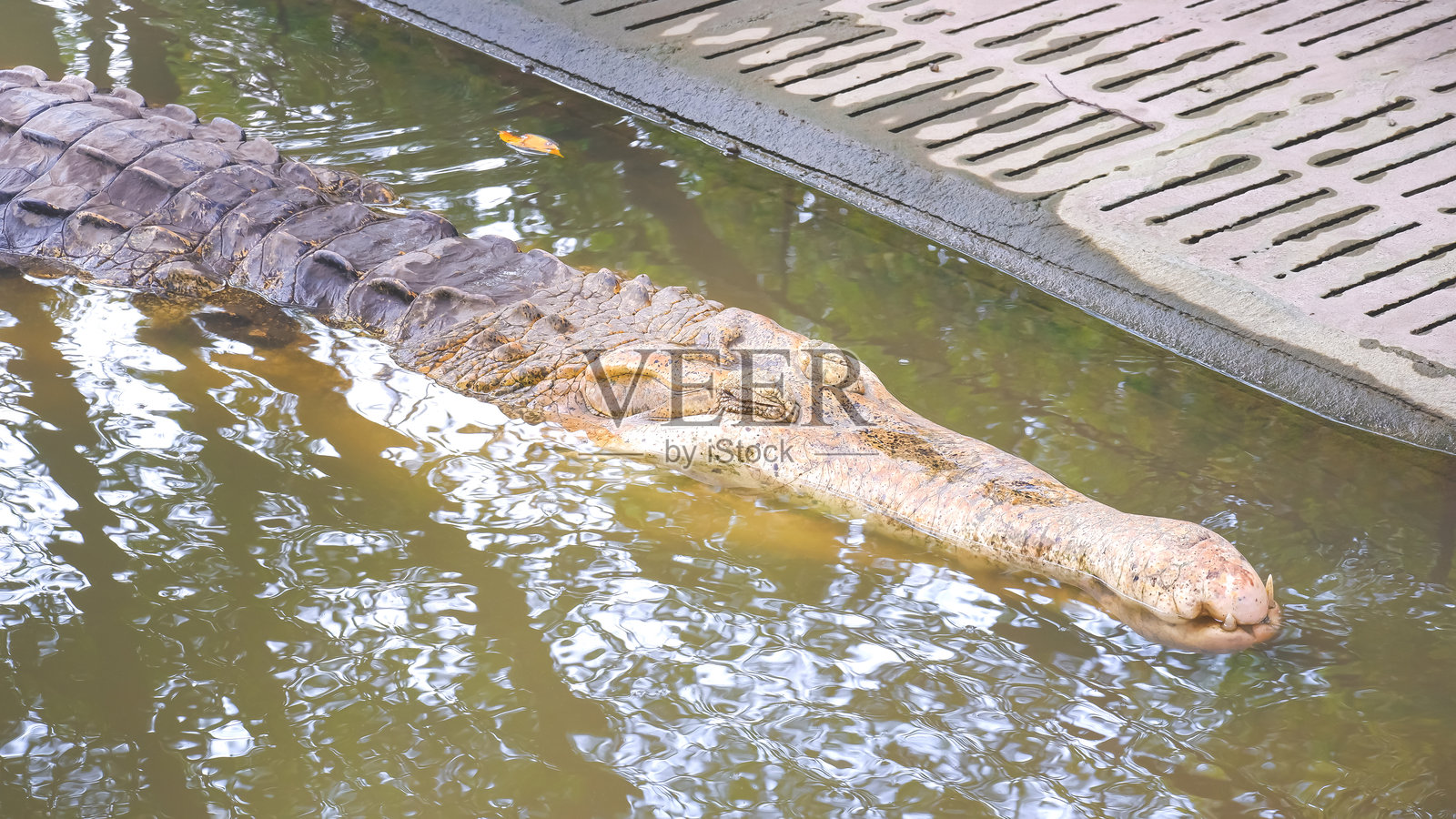 大型假鳄鱼在动物园的大池塘中，水面上自然光的倒影，动物野生摄影肖像照片摄影图片
