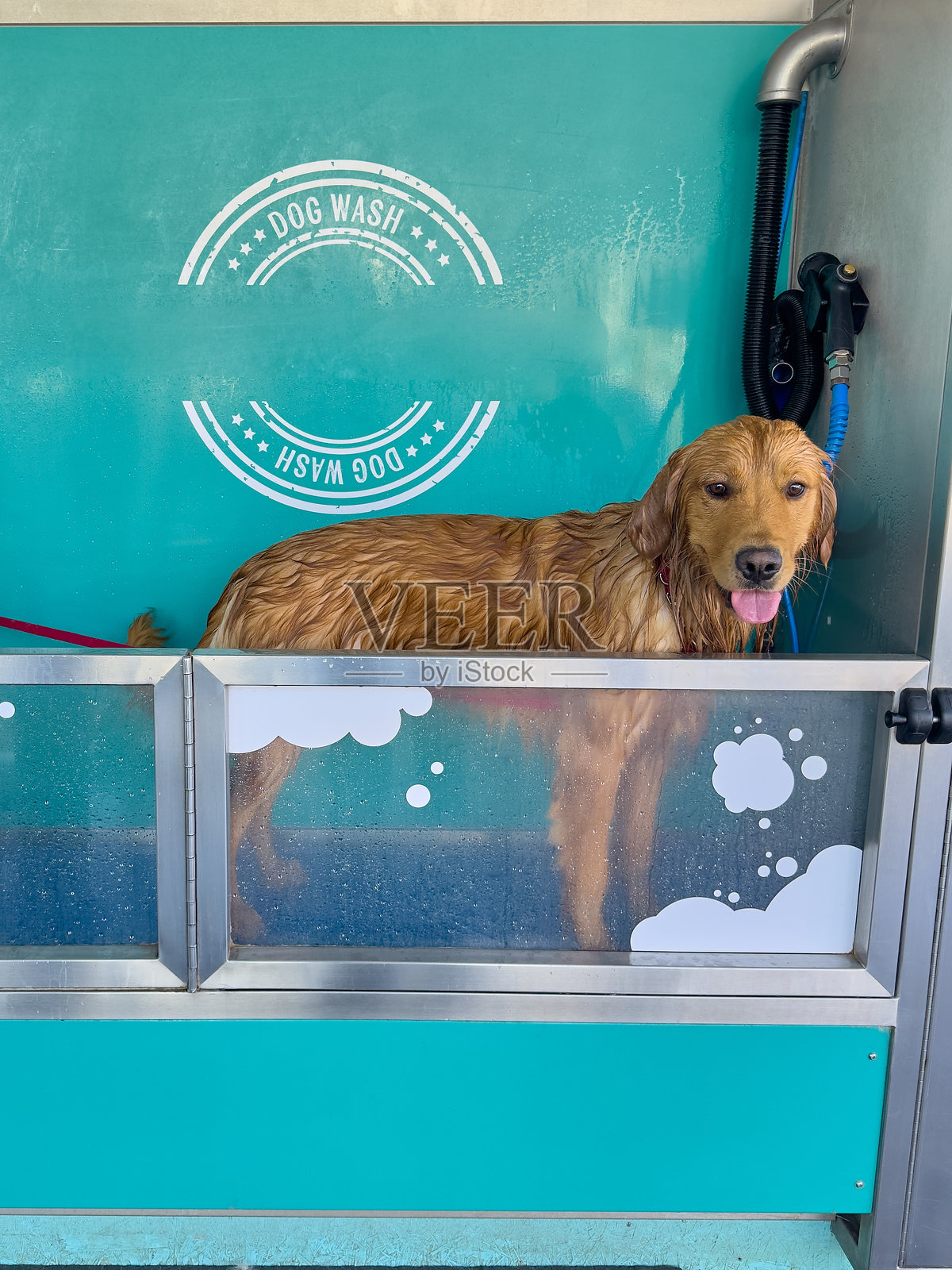 金毛猎犬在美容院洗澡照片摄影图片