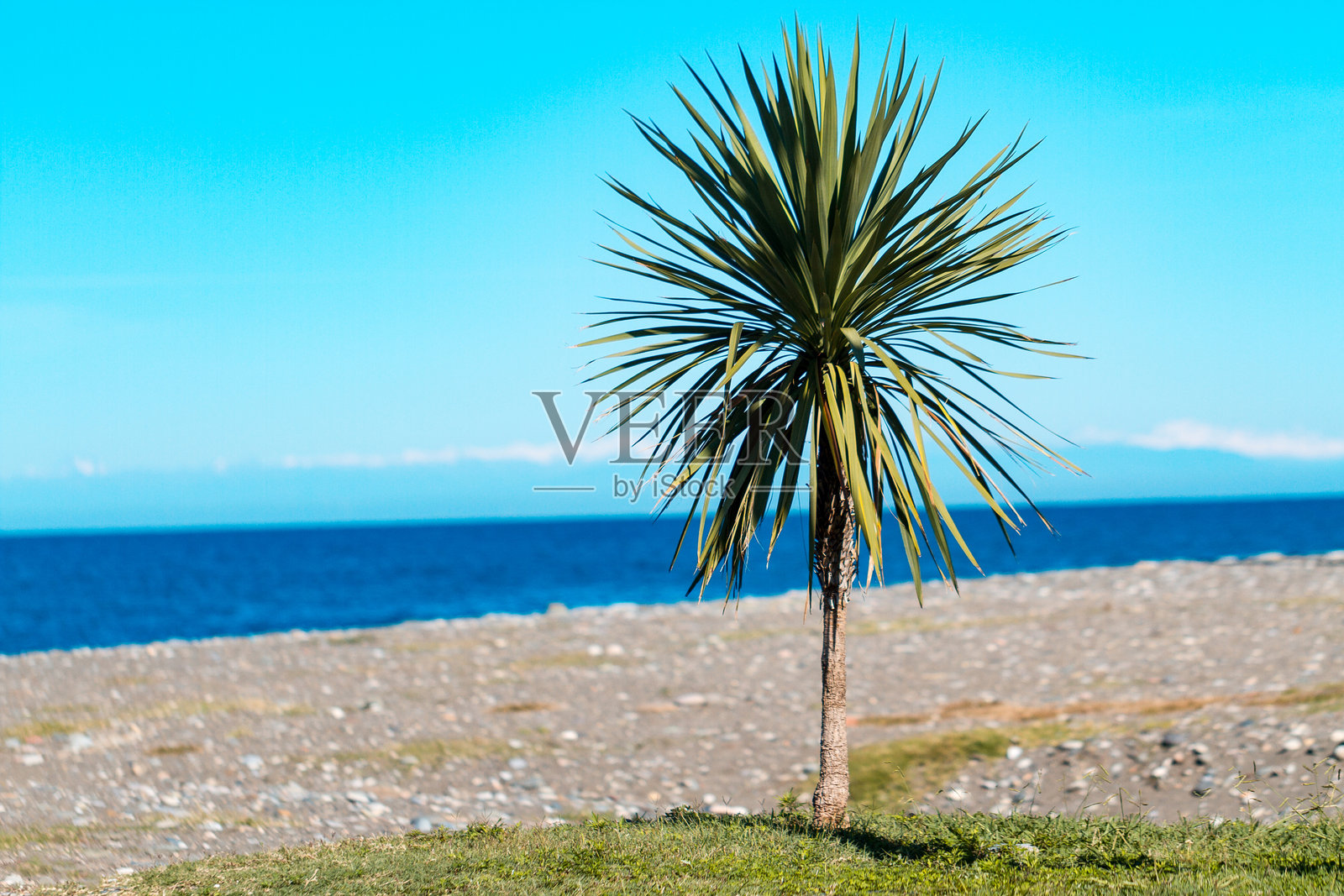 阳光明媚的清晨，海边的棕榈树与蓝天背景。度假与海边旅行。照片摄影图片