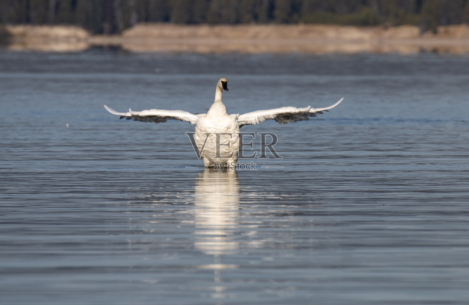 黄石湖中的号角天鹅在秋季照片摄影图片