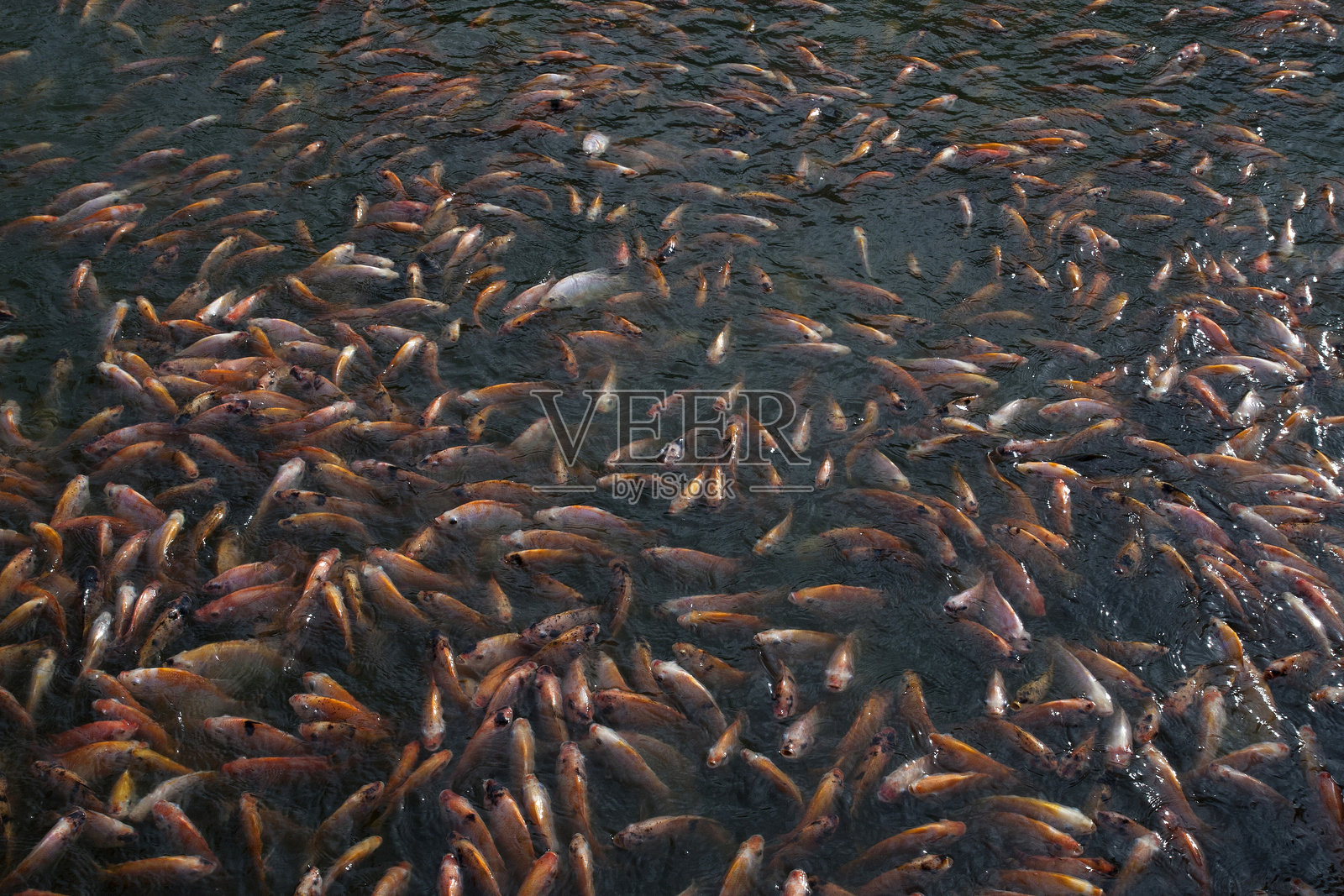 金鱼照片摄影图片