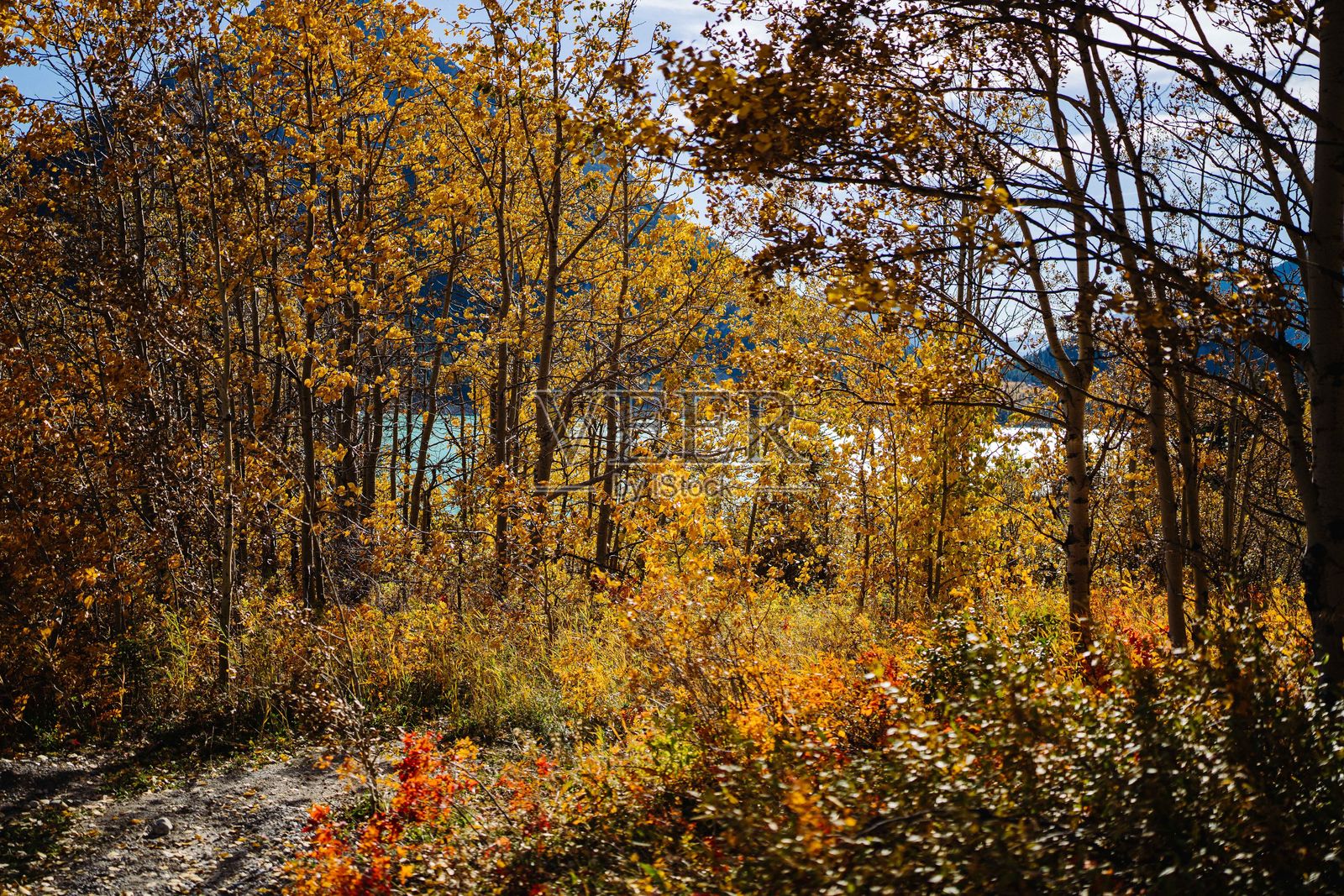 秋天的森林，五彩斑斓的树叶照片摄影图片