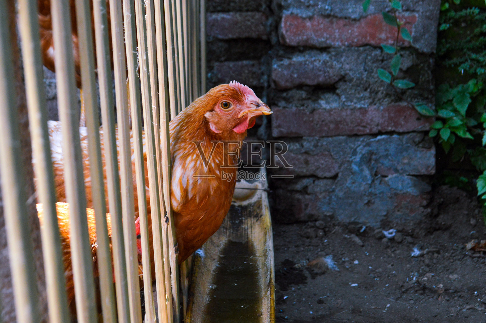 棕色母鸡透过竹笼的缝隙观察照片摄影图片