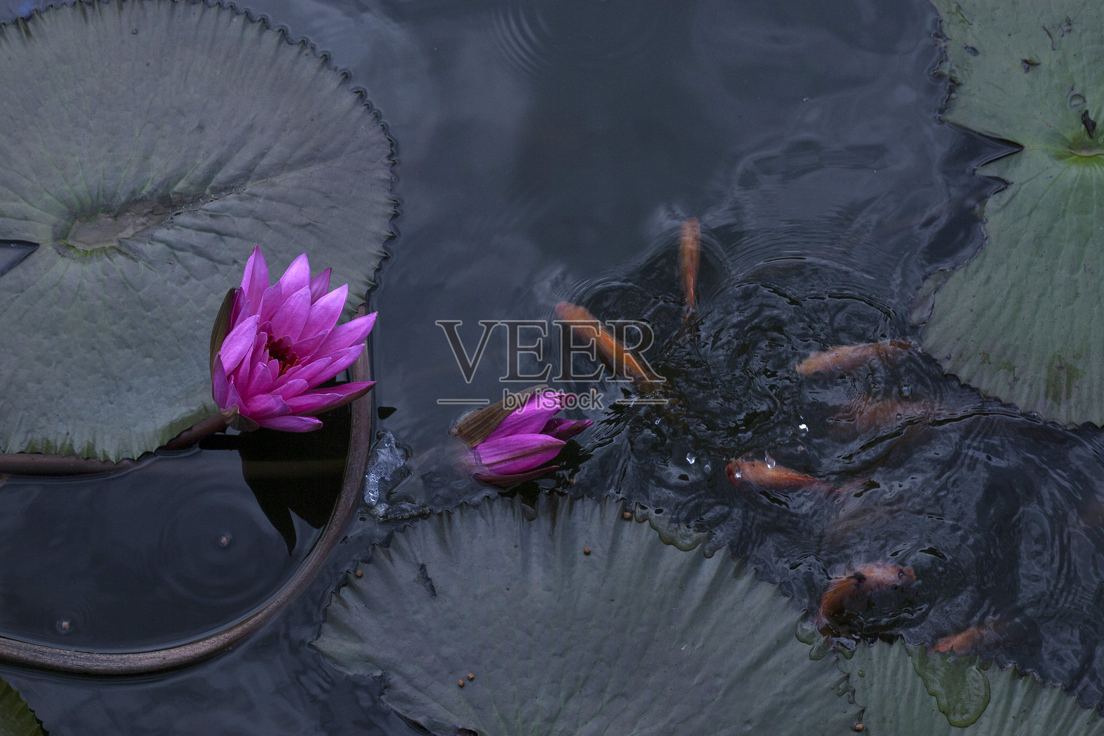 池塘里的金鱼与莲花照片摄影图片