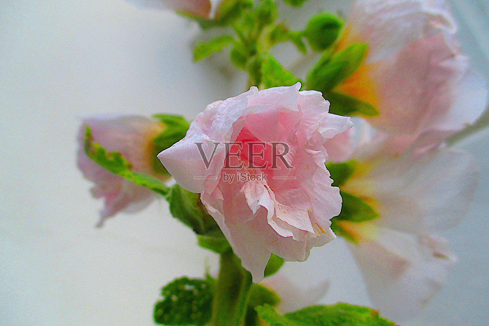 锦葵花照片摄影图片