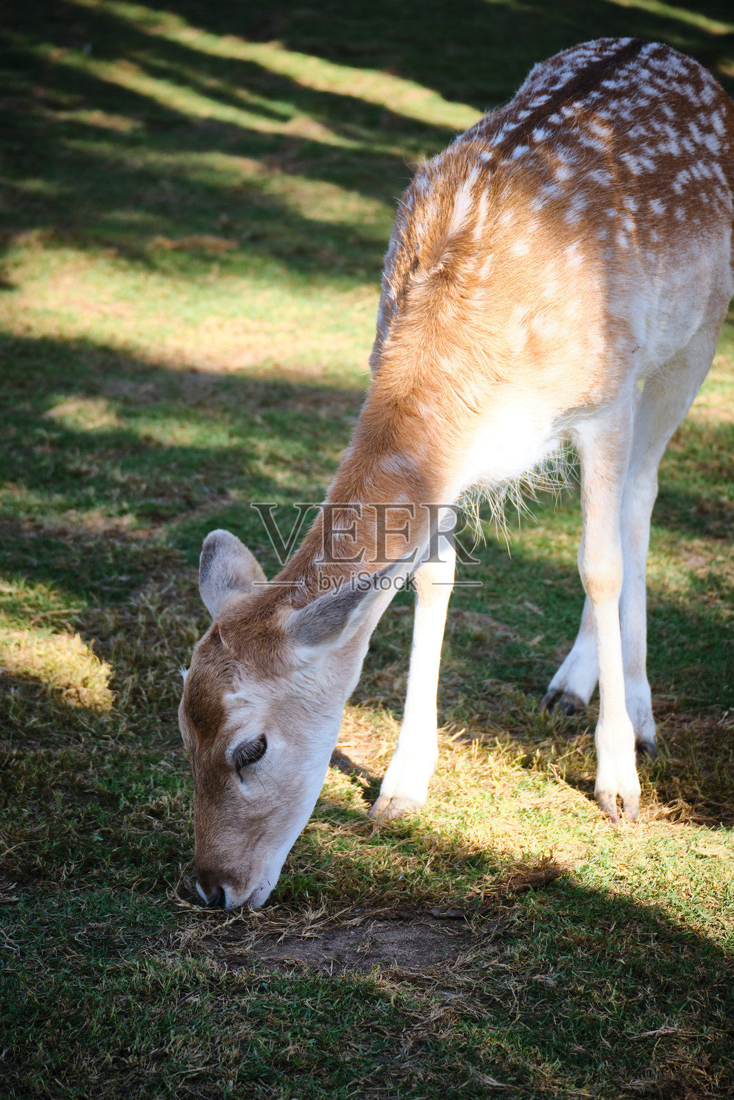 年轻的欧洲梅花鹿照片摄影图片