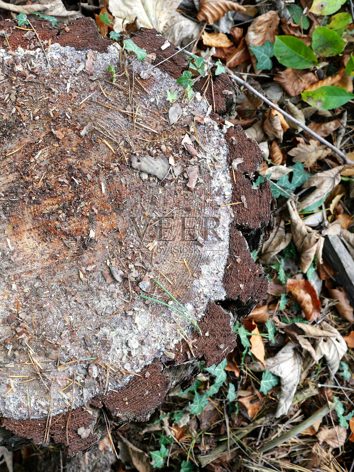 树桩照片摄影图片