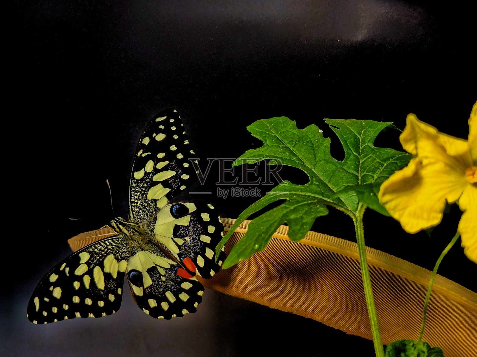 青柠蝶，学名为Papilio demoleus，栖息在羽毛上照片摄影图片