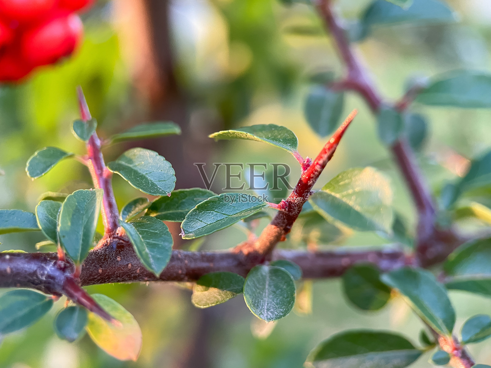 秋天的刺梨果实挂在树枝上照片摄影图片