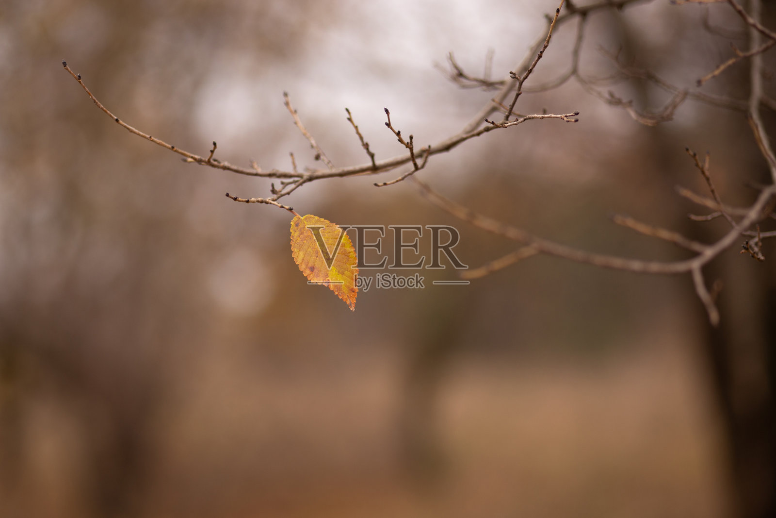 公园里的秋叶照片摄影图片