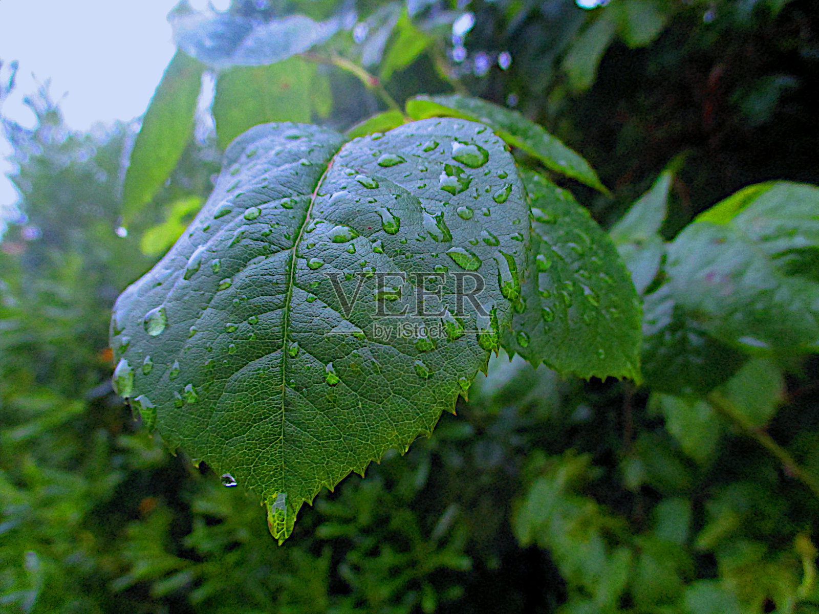 带露珠的叶子照片摄影图片