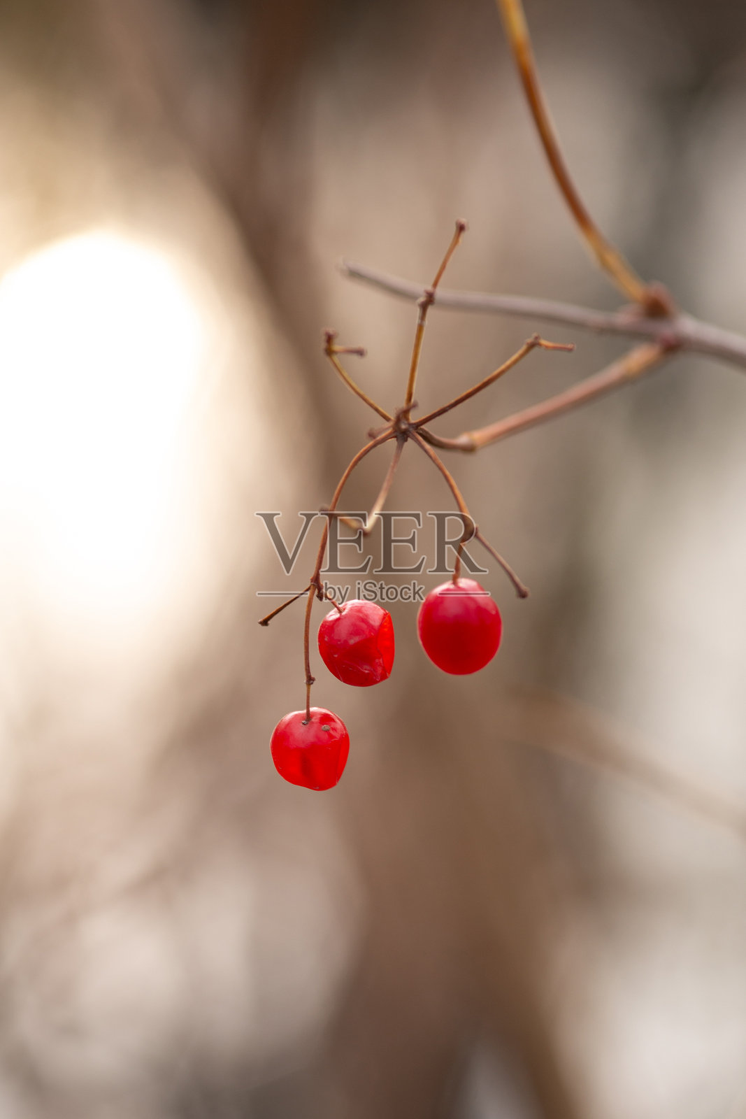 小白莓的特写镜头，背景模糊。照片摄影图片