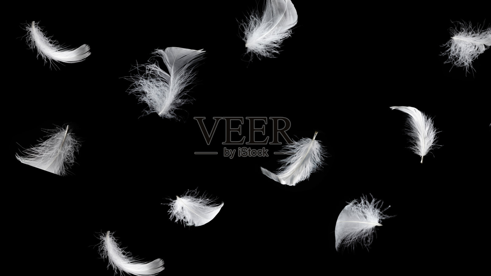 白色羽毛孤立在黑色背景上。照片摄影图片