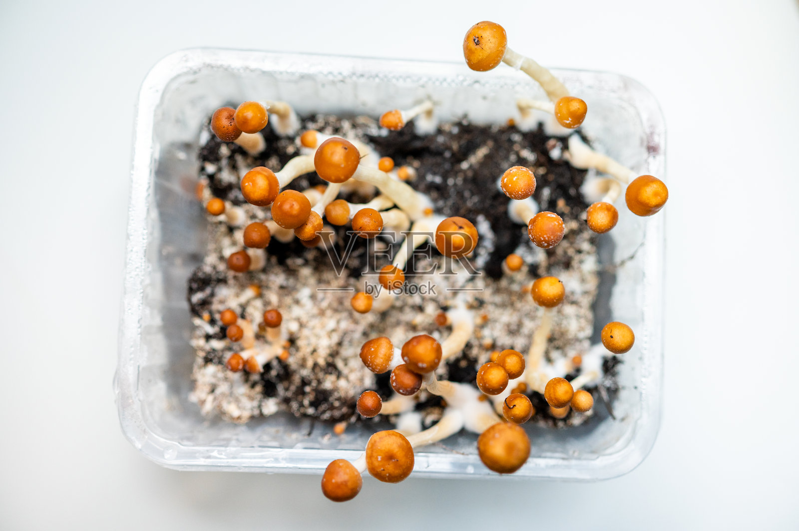 在菌丝上种植迷幻蘑菇 - 有机栽培与结果照片摄影图片