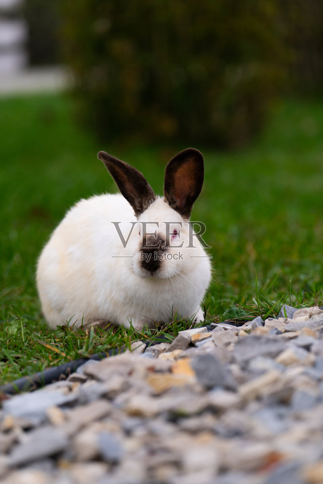 可爱的白兔坐在草地上。年轻的小兔子在户外花园里玩耍。照片摄影图片