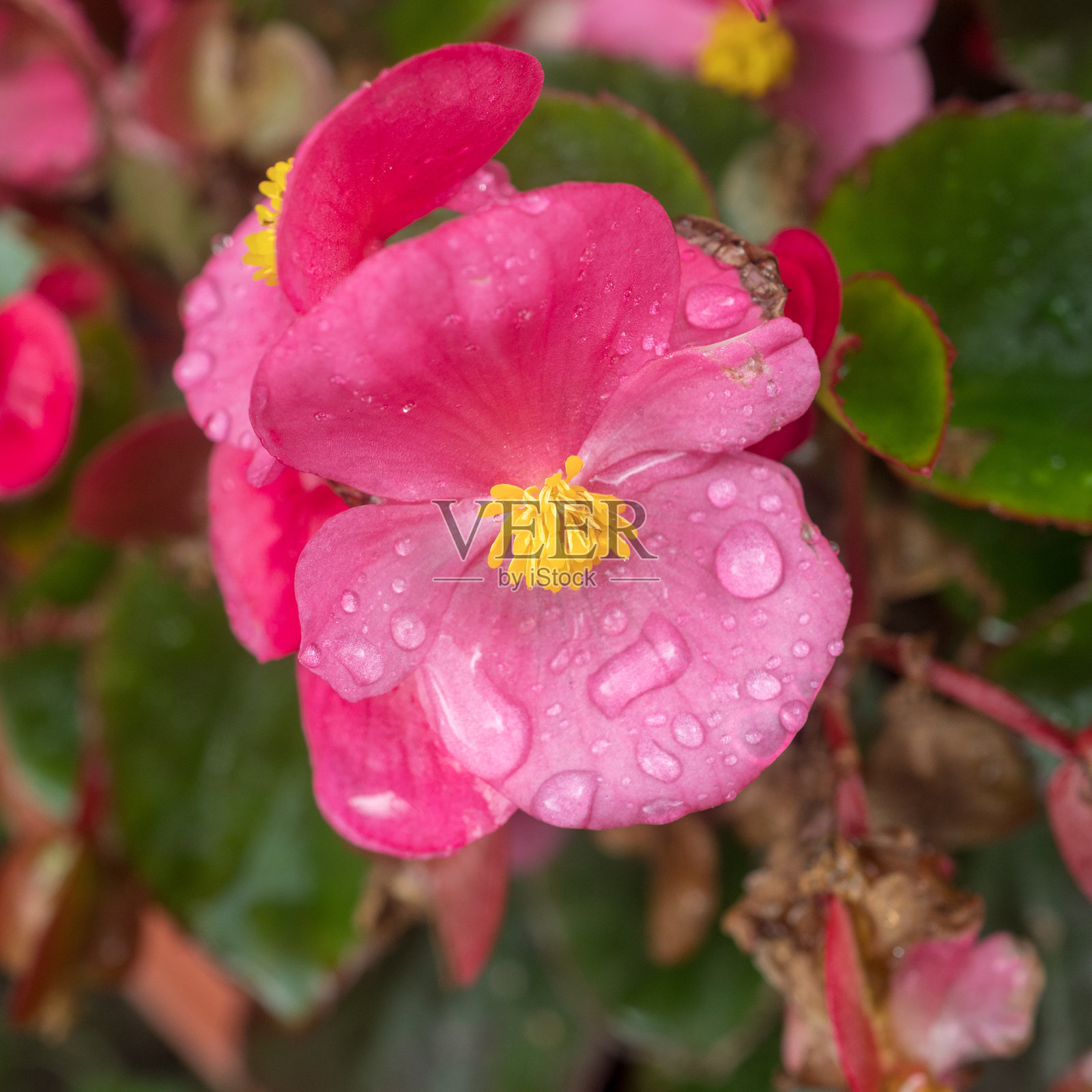 花园里的秋海棠照片摄影图片