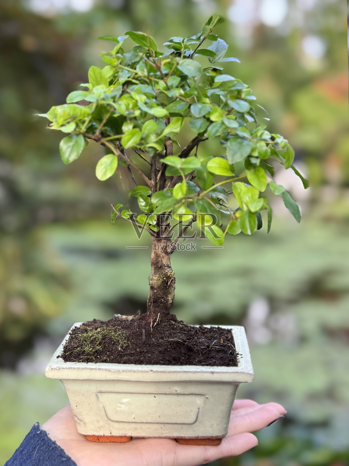 手掌托着装有中国鸟梅樱桃盆栽（Sageretia thea）的长方形花盆的模糊女性特写，背景为覆盖着浮萍的池塘和秋季花园，前景聚焦。照片摄影图片