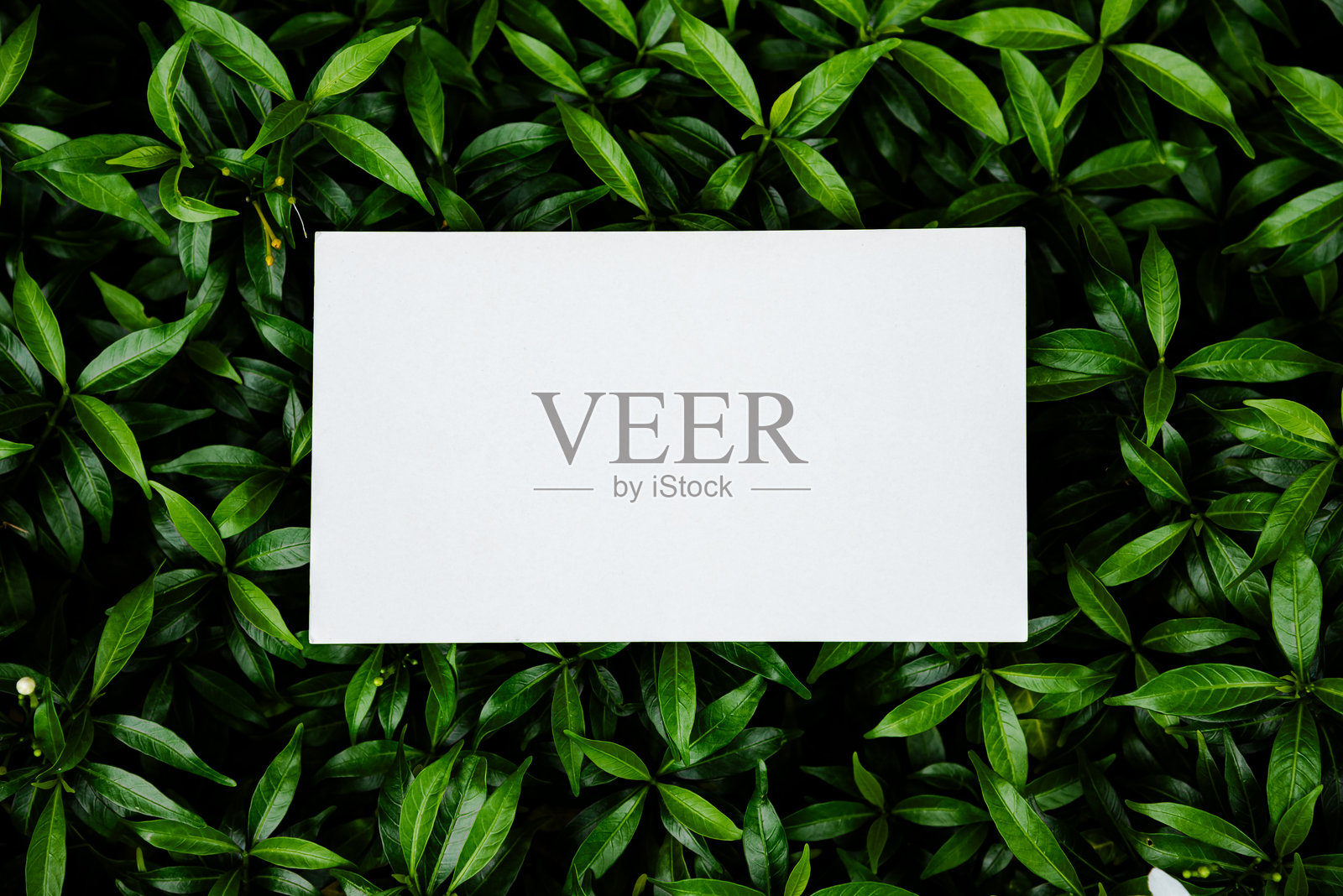 白色空白纸卡放在绿色叶子上照片摄影图片