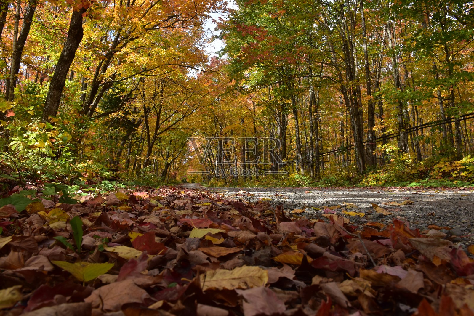 秋天的道路照片摄影图片