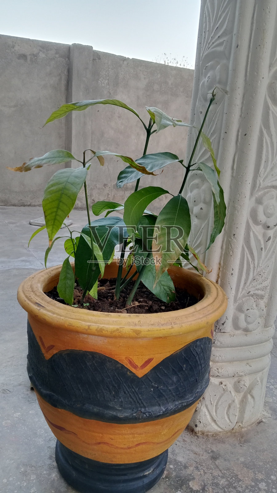 在巴基斯坦家中种植的芒果树照片摄影图片