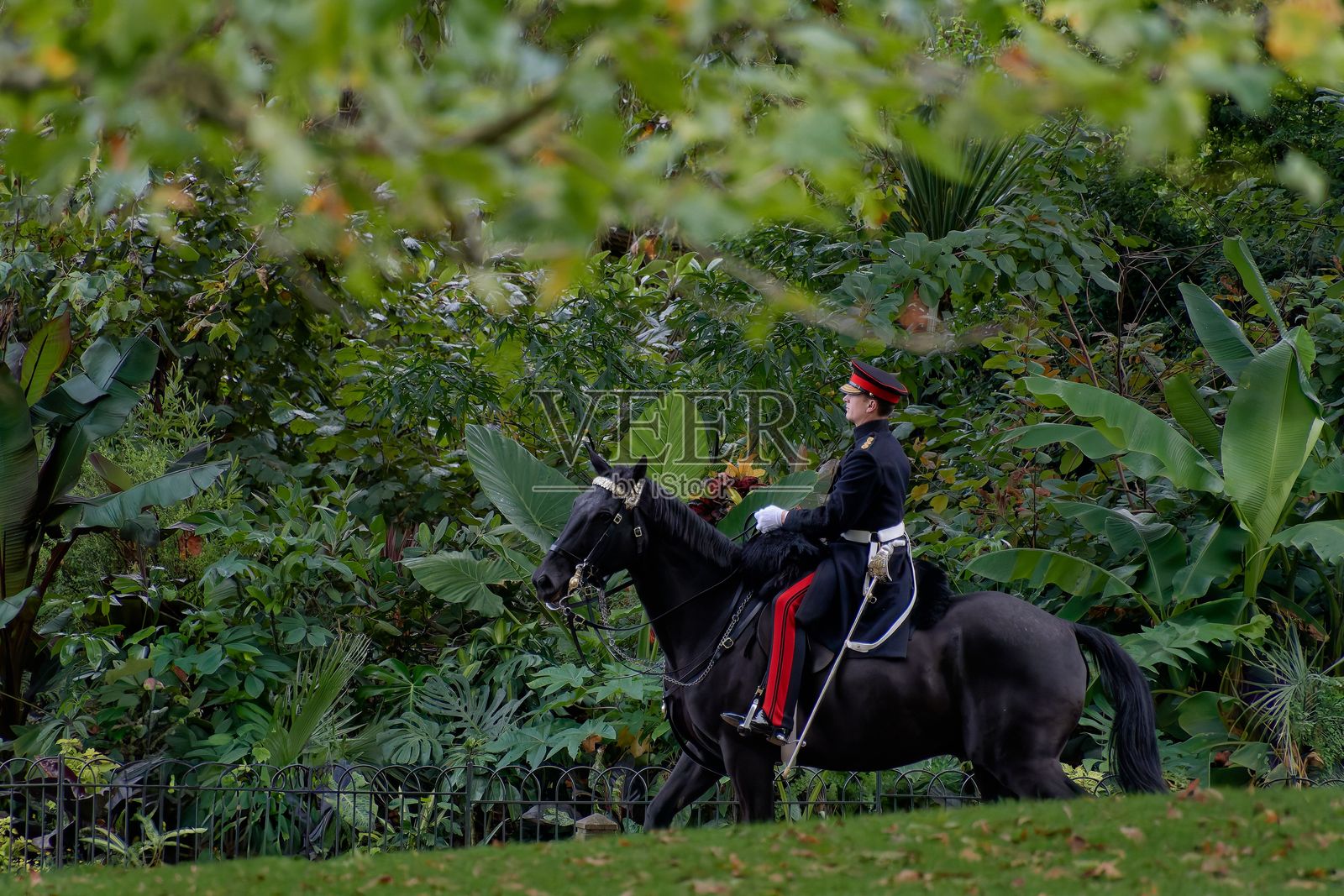 英皇家卫队的骑兵自豪地骑着他那匹威武的黑马，在圣詹姆斯公园中驰骋。照片摄影图片