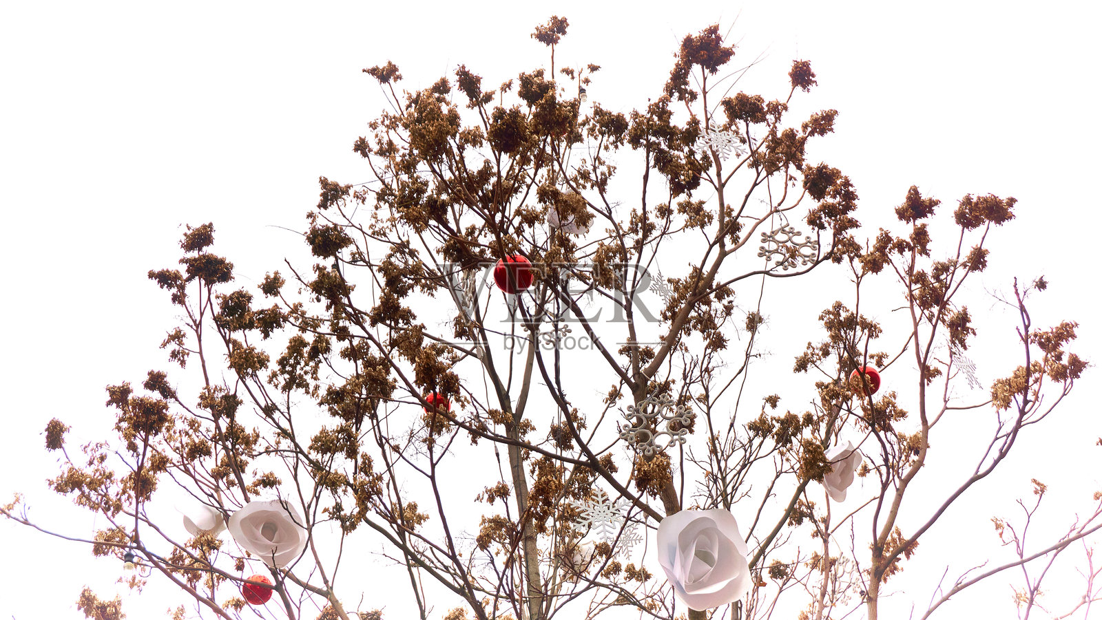 圣诞节背景与树枝照片摄影图片