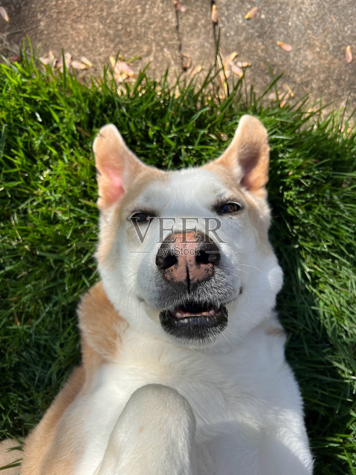 春天的狗照片摄影图片