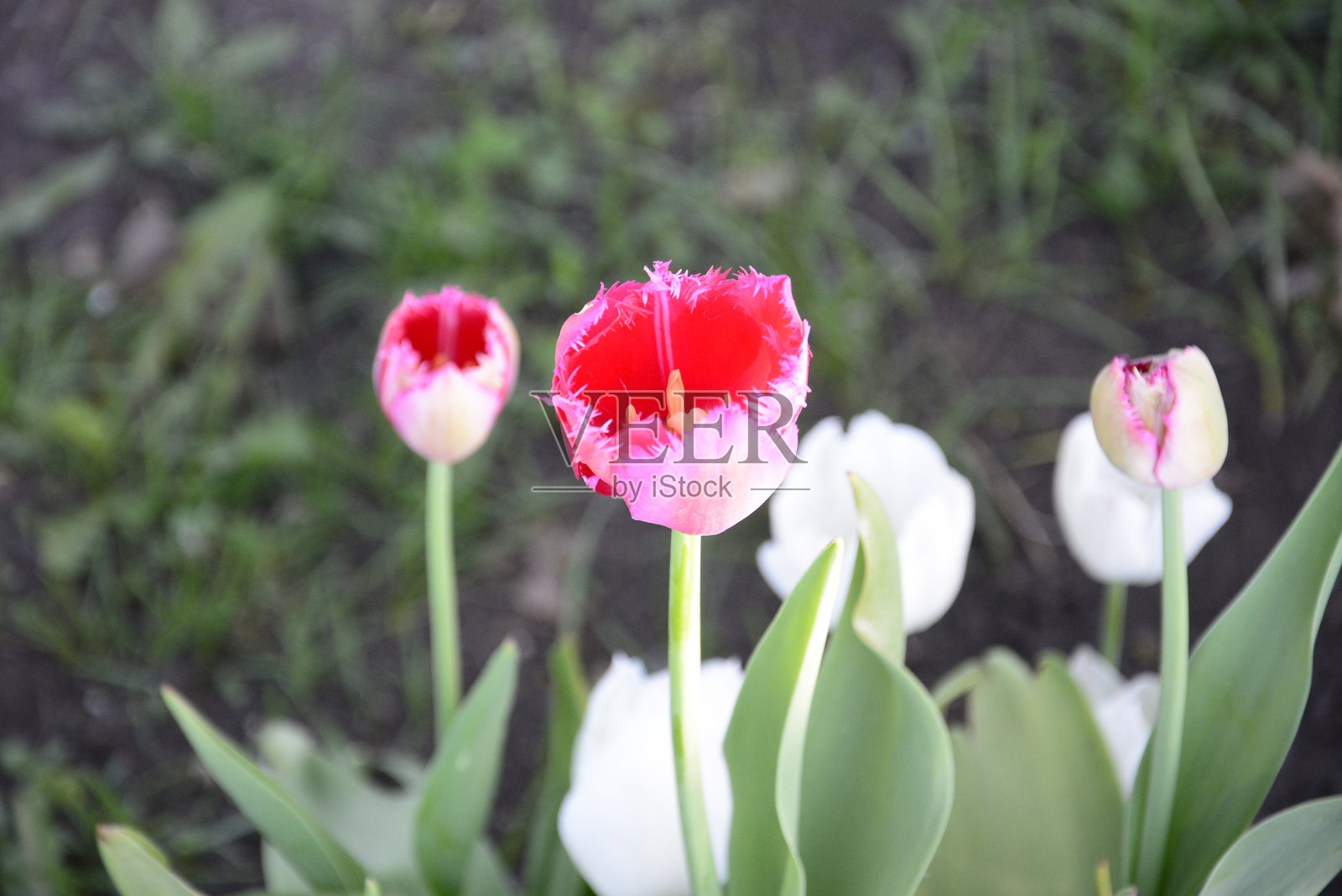 郁金香照片摄影图片