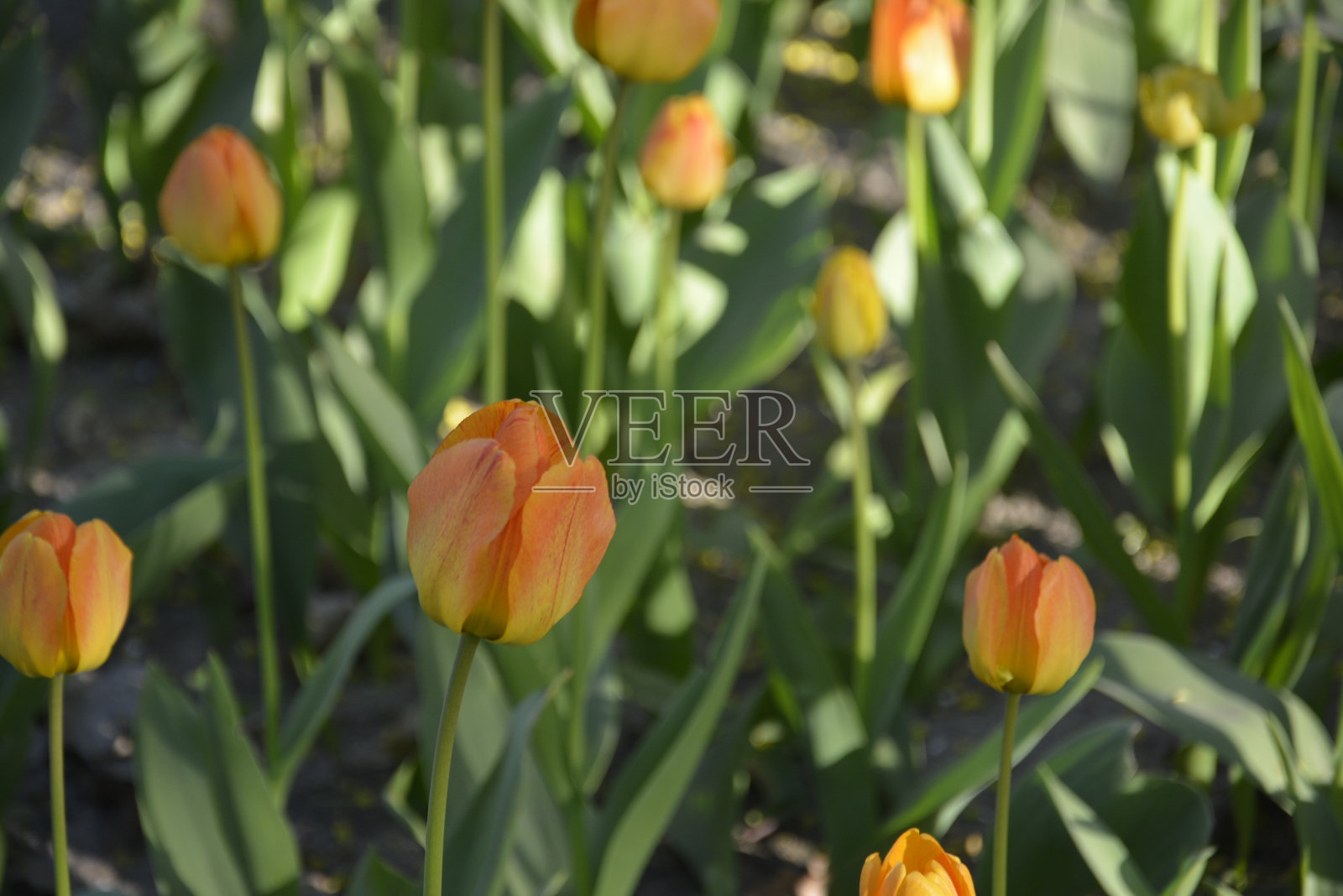 郁金香照片摄影图片