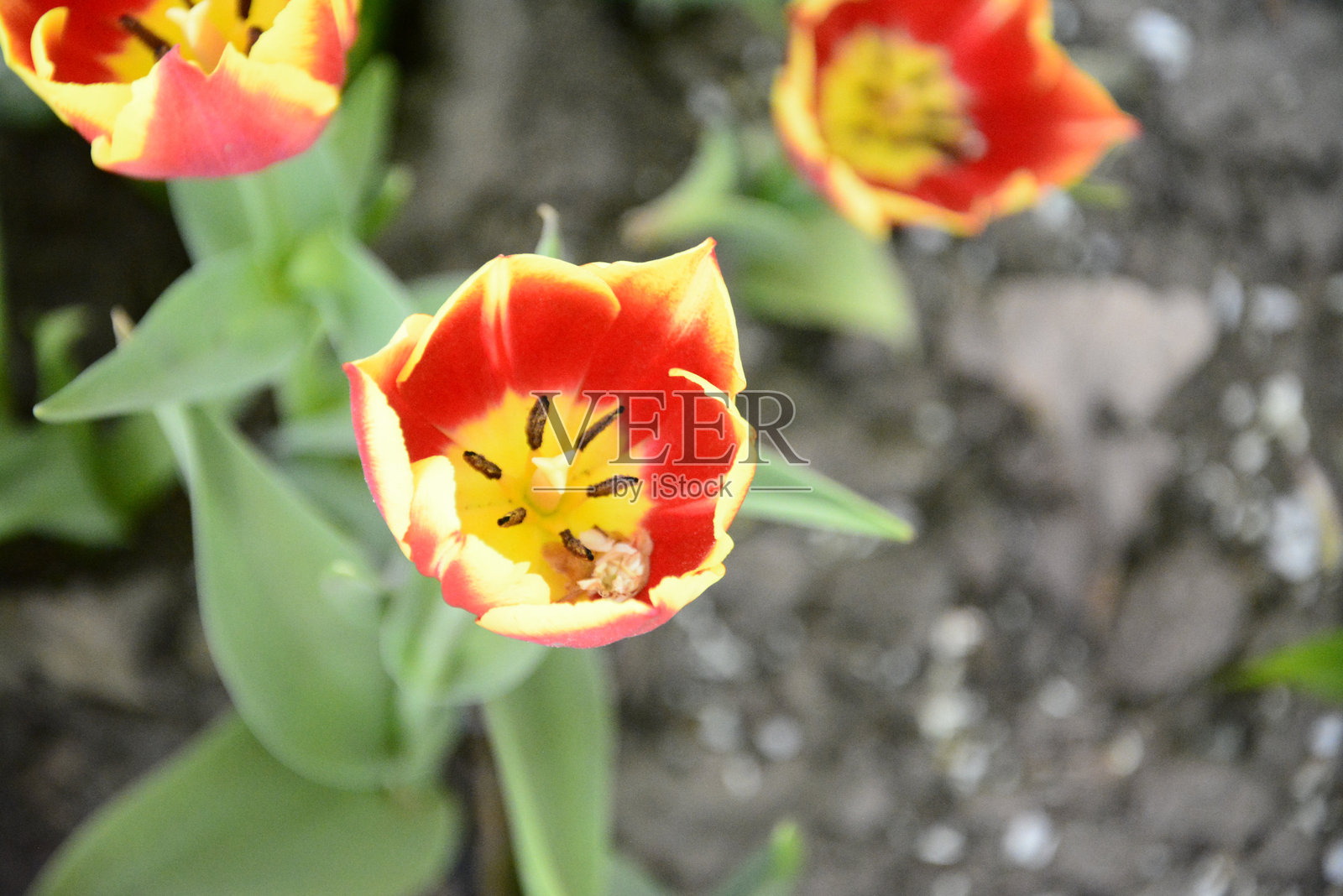 郁金香照片摄影图片