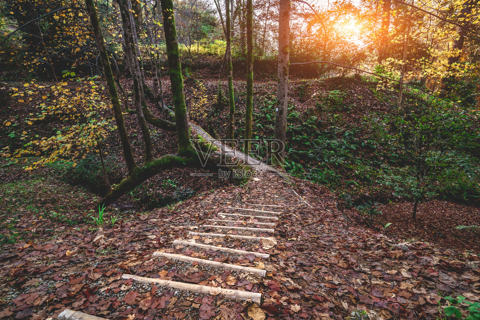 秋季森林中的徒步小径和木制楼梯，树桥相连照片摄影图片