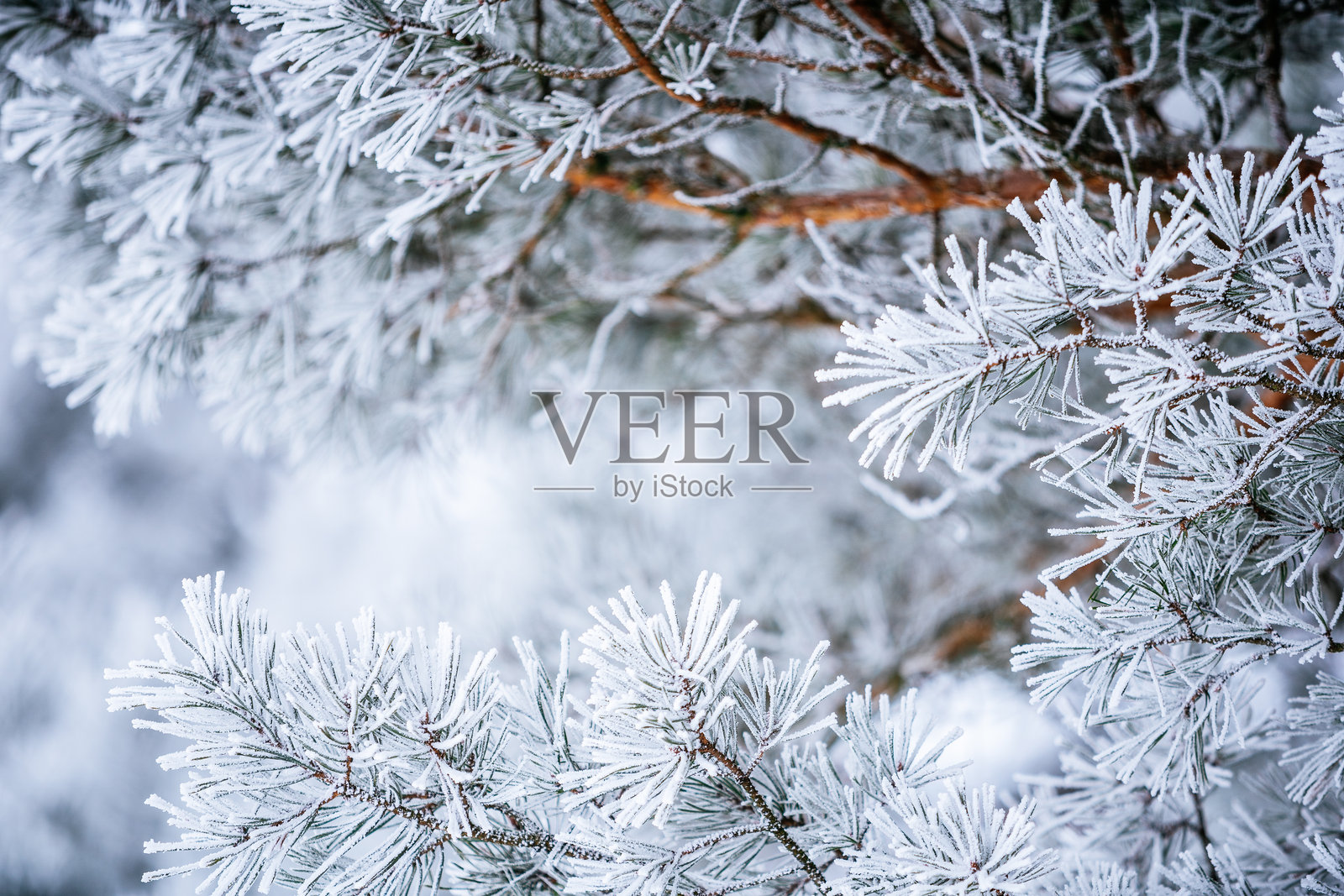 被霜覆盖的松树枝，浓密的针叶和柔和模糊的冬季森林背景。照片摄影图片