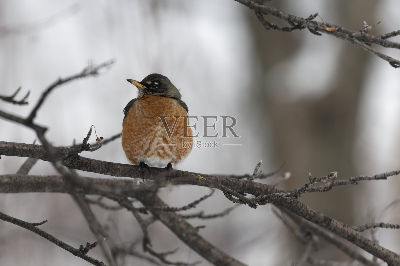 冬季的美洲知更鸟照片摄影图片