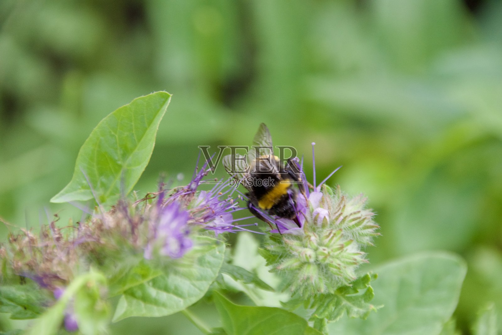 在花荚草中采集花蜜和花粉照片摄影图片
