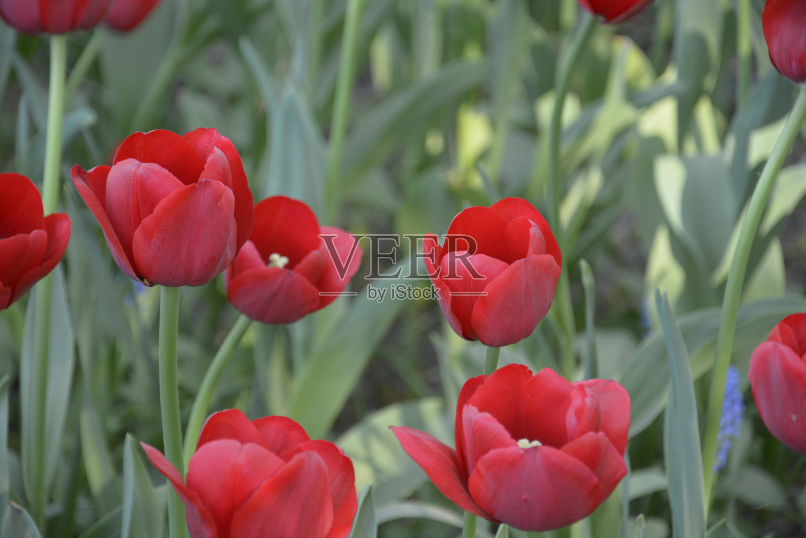 郁金香照片摄影图片