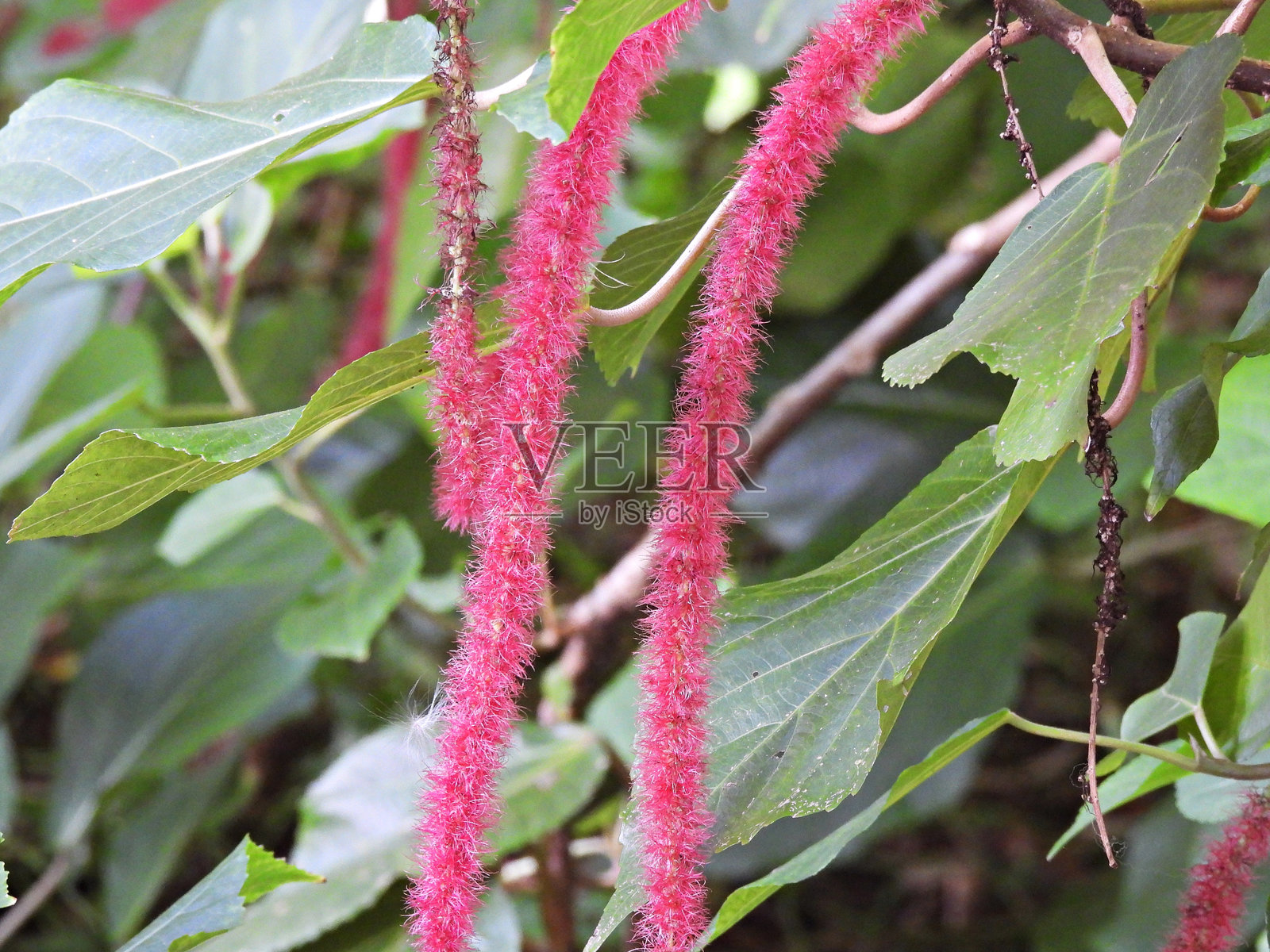 绒毛花（Acalypha hispida）- 红色，像绒毛纱线的丝状物照片摄影图片
