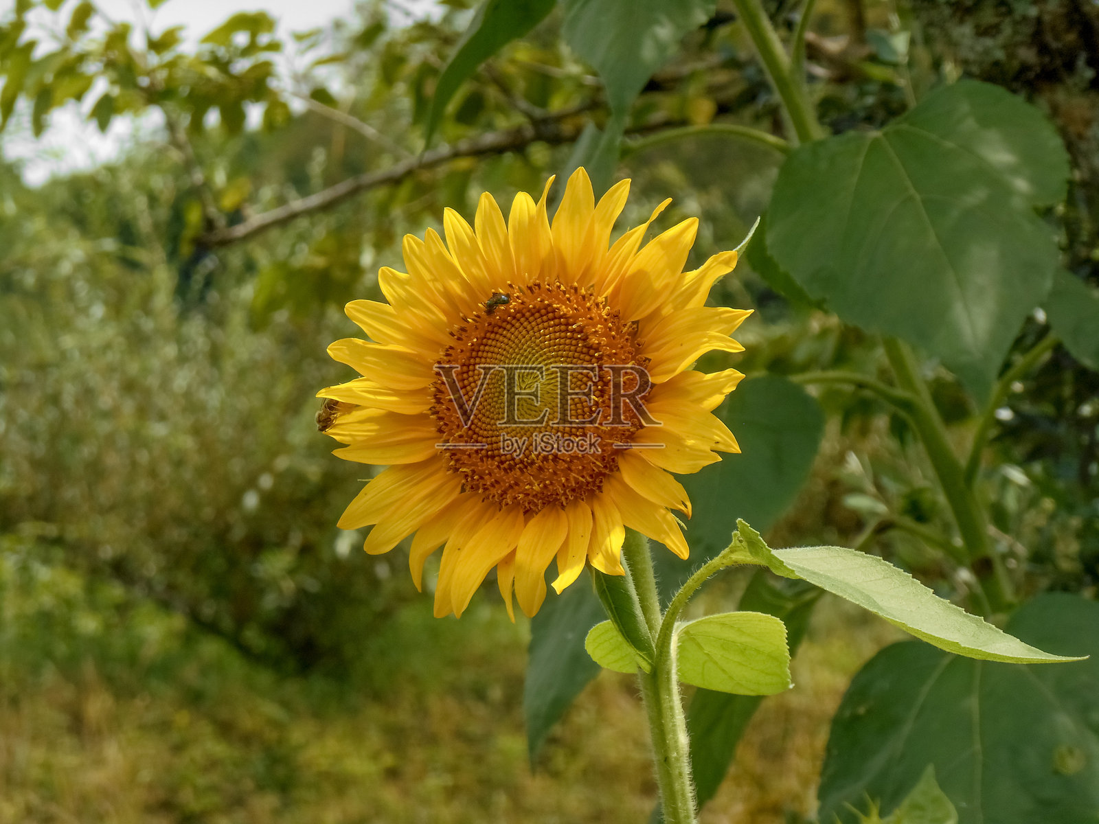 向日葵 / 向日葵 (Helianthus annuus)照片摄影图片