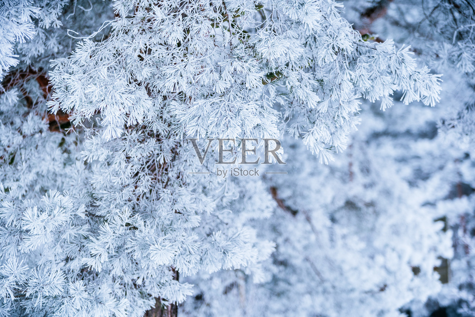 冬季场景中覆盖着雪的松树枝，密集的霜冻和模糊的背景。照片摄影图片