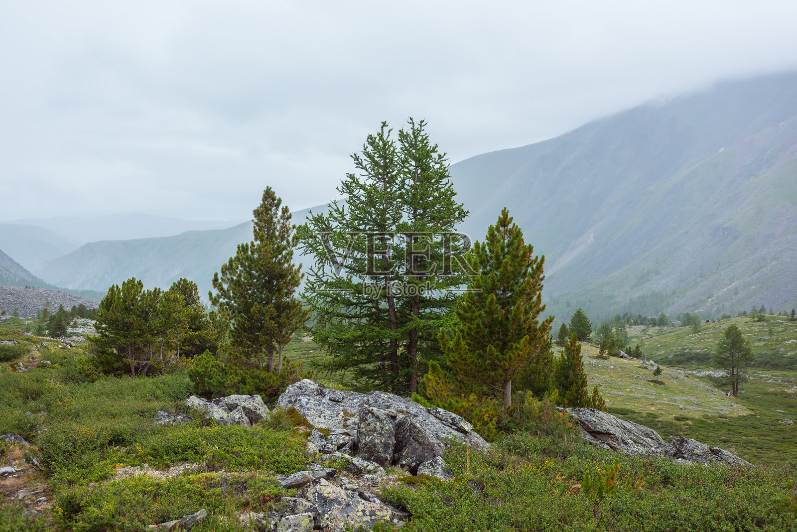 稀疏的针叶树在大石头和郁郁葱葱的植物之间，位于雨天的高山谷地。戏剧性的景观展现了在灰色多云天空下，绿草如茵的山坡上，岩石和灌木丛之间的开阔针叶林。照片摄影图片