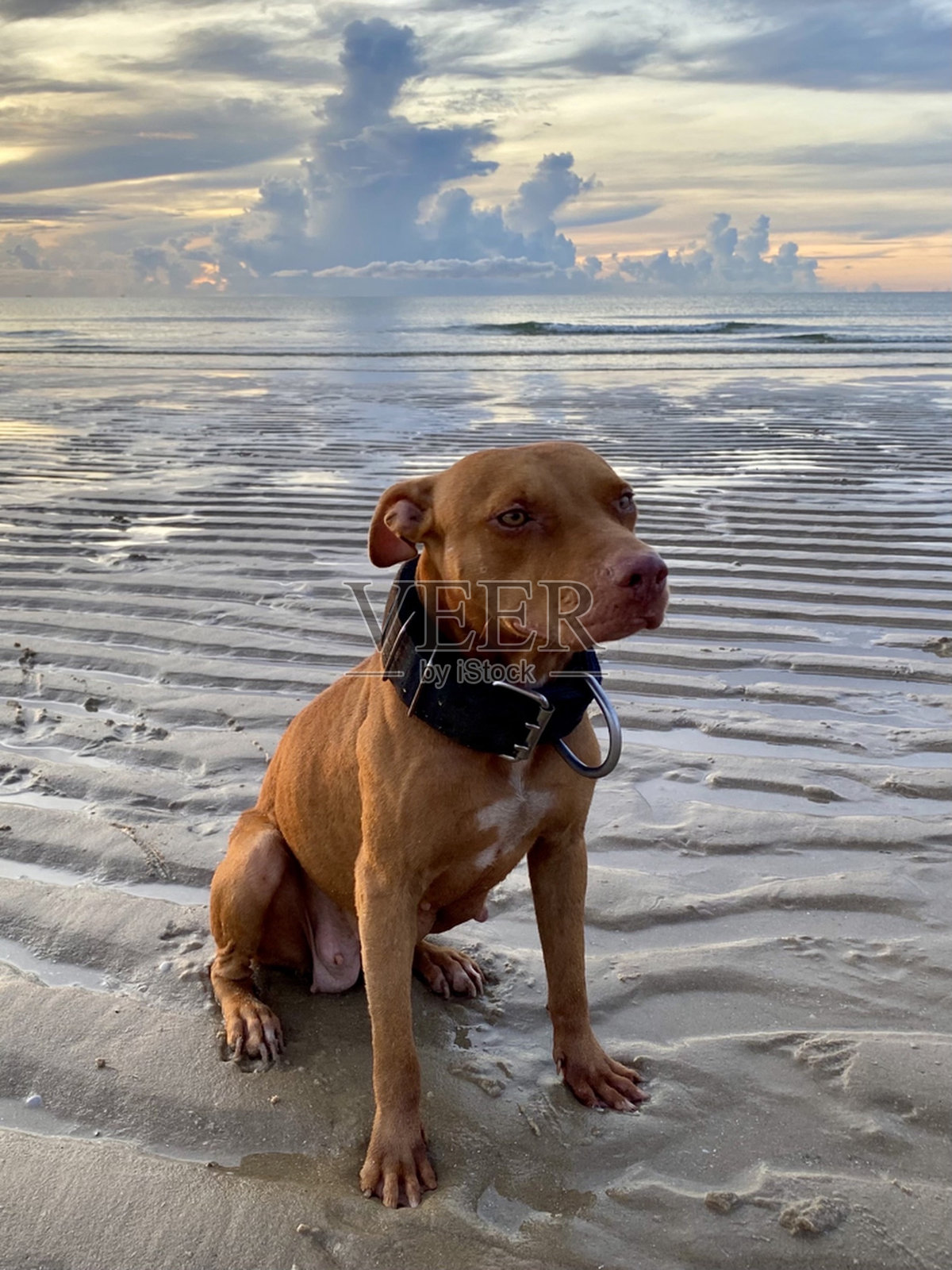 一只幸运的斗牛犬在海岸边沉思地坐着照片摄影图片